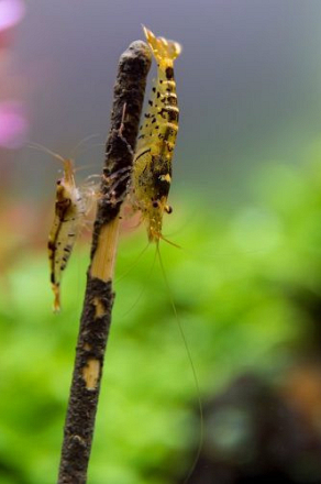 SHRIMP LOLLY MINERAL 10 PCS (15 GRAM)