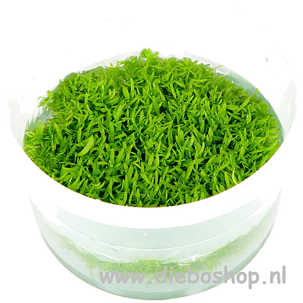 1-2 Grow Utricularia Graminifolia