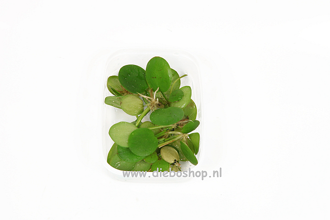 1-2 Grow Limnobium Laevigatum